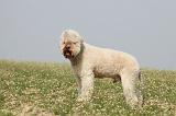 LAGOTTO 114